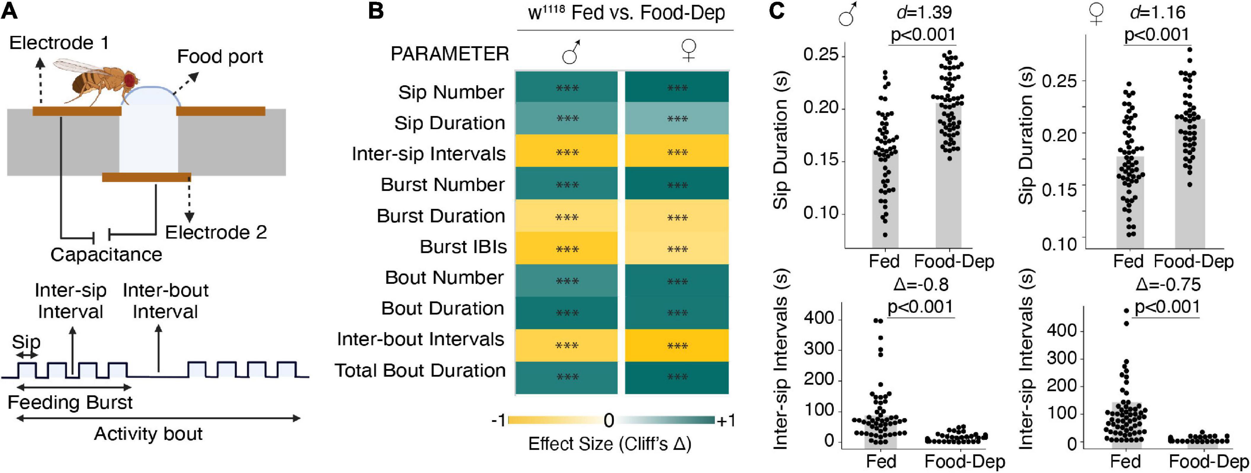 Serotonergic control of feeding microstructure in Drosophila